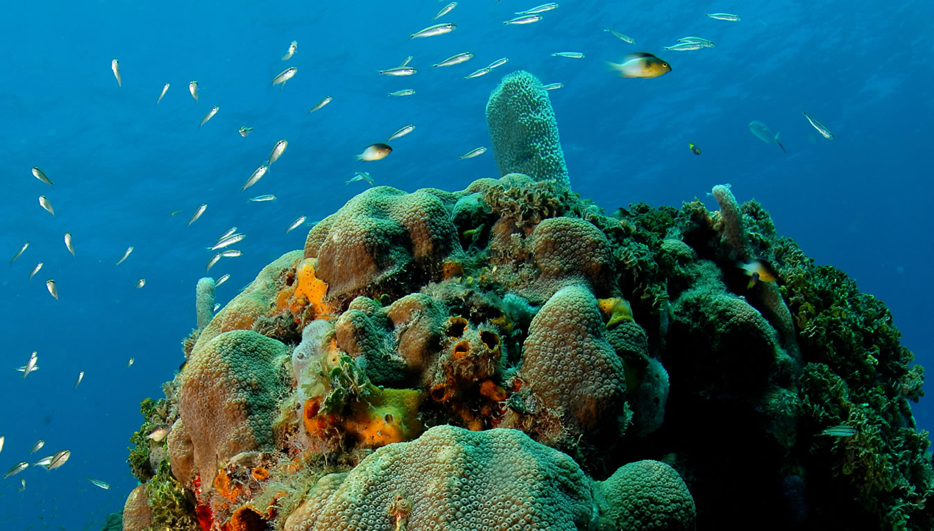 Buceo